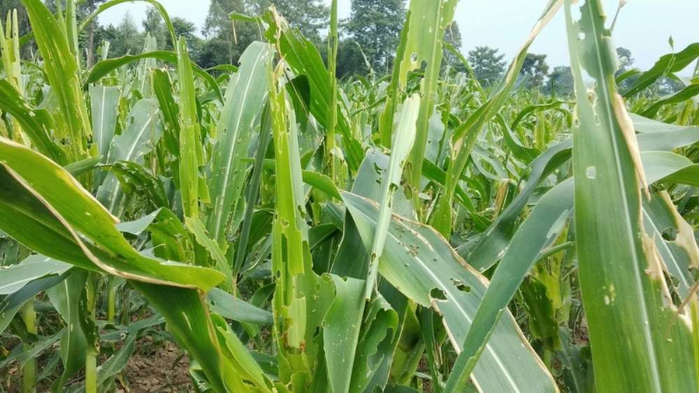 बैतडीमा अमेरिकन फौजी कीराले मकै सखाप, किसान चिन्तित